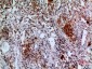 Apaf-1 Polyclonal Antibody