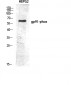 gp91-phox Polyclonal Antibody