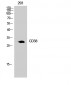CD38 Polyclonal Antibody