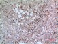 CD42b Polyclonal Antibody