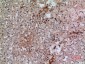 CD42b Polyclonal Antibody