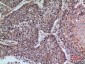 CD42b Polyclonal Antibody