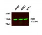 CD81 Polyclonal Antibody