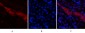 CD81 Polyclonal Antibody