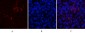 CD81 Polyclonal Antibody