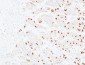 CD166 Polyclonal Antibody