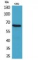 CD166 Polyclonal Antibody