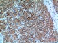 Bonzo Polyclonal Antibody