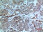 Bonzo Polyclonal Antibody