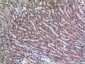 Jagged1 Polyclonal Antibody