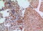 Jagged1 Polyclonal Antibody