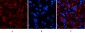 Jagged1 Polyclonal Antibody