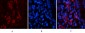 Jagged1 Polyclonal Antibody