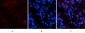 Jagged1 Polyclonal Antibody