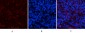 Jagged1 Polyclonal Antibody