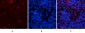 Jagged1 Polyclonal Antibody