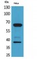 DNAM-1 Polyclonal Antibody