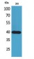 CD294 Polyclonal Antibody