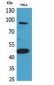 Inhibin β-B Polyclonal Antibody