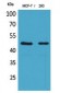 Inhibin β-A Polyclonal Antibody