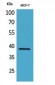 Cerberus Polyclonal Antibody