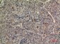 TPO Polyclonal Antibody