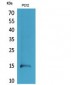 Histone H4 Polyclonal Antibody