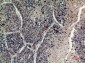 Histone H4 Polyclonal Antibody