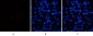 HSP70 Polyclonal Antibody