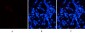 HSP70 Polyclonal Antibody