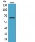 NFκB-p65 Polyclonal Antibody