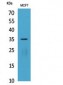 IL-12A p35 Polyclonal Antibody