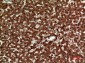 IL-12A p35 Polyclonal Antibody