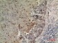 ECA39 Polyclonal Antibody