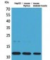 Eotaxin Polyclonal Antibody