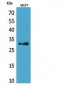 KLK1 Polyclonal Antibody