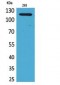 SERCA2 Polyclonal Antibody