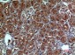 Neuropilin Polyclonal Antibody