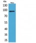 Integrin β2 Polyclonal Antibody