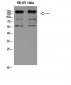 Integrin β2 Polyclonal Antibody