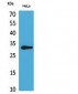 CD37 Polyclonal Antibody