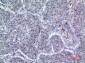 LIR-7 Polyclonal Antibody