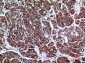 LIR-7 Polyclonal Antibody