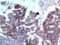 IL-1RII Polyclonal Antibody