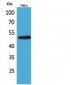 EMMPRIN Polyclonal Antibody