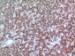 CD200 Polyclonal Antibody