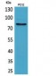 CD239 Polyclonal Antibody