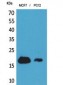 CD225 Polyclonal Antibody