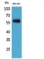 CD223 Polyclonal Antibody