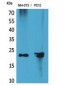 HRP-3 Polyclonal Antibody